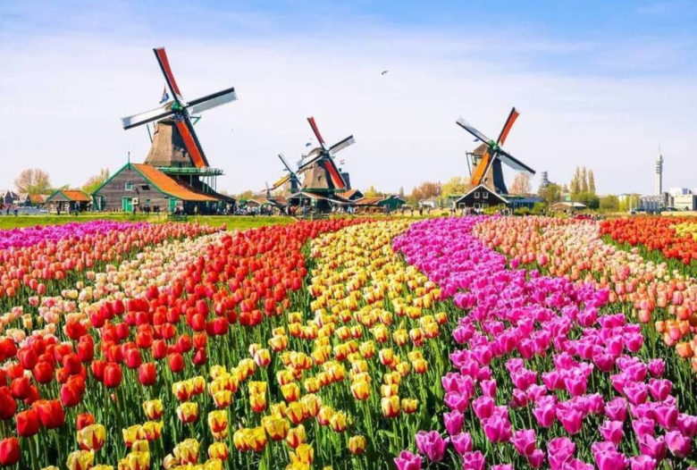 Во Европа цвета колонијалниот грабеж на цвеќе