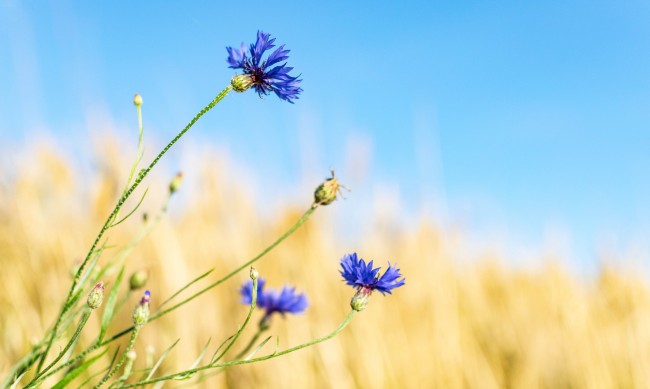 Сончево со температура до 25 степени
