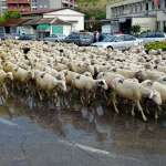 МЗШВ: Исплатени над 1 милијарда денари поддршка за овчарството