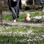 Опасност демне во градскиот парк во Битола