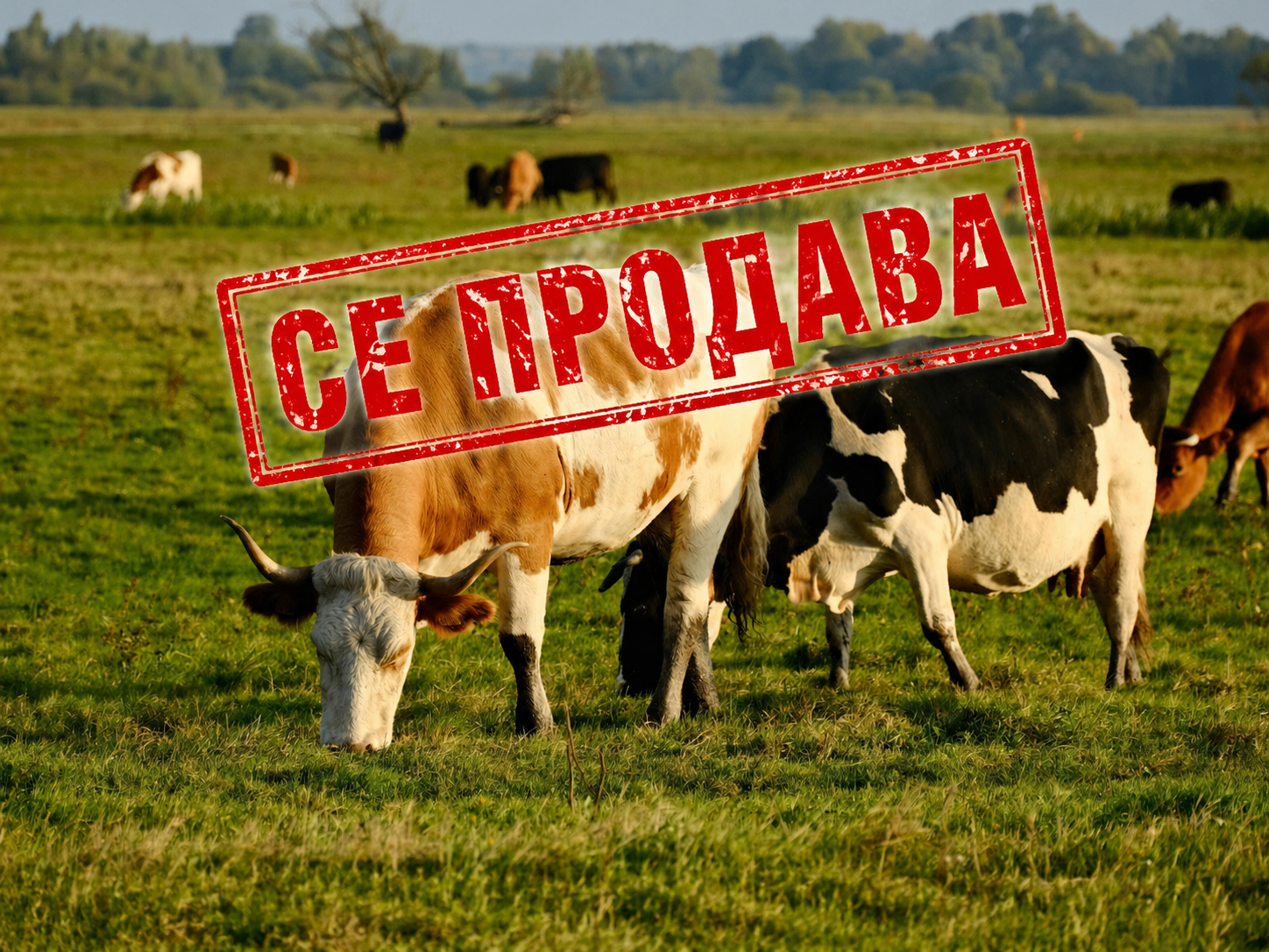 Познатите говеда од Кривопаланечко одат на лицитација, 21 грло угинало по заловувањето