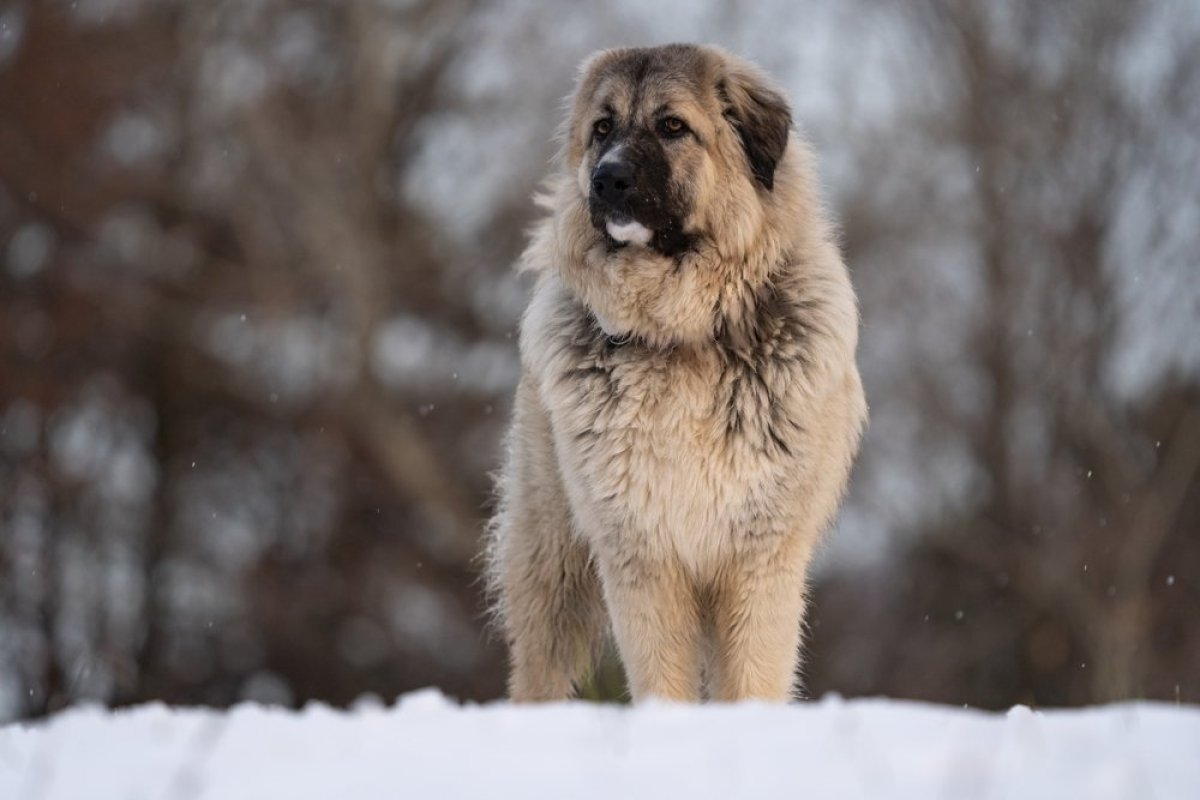 Домашно куче со челично здравје: Речиси никогаш не е болно – по изглед и темперамент е вистинско ѕверче