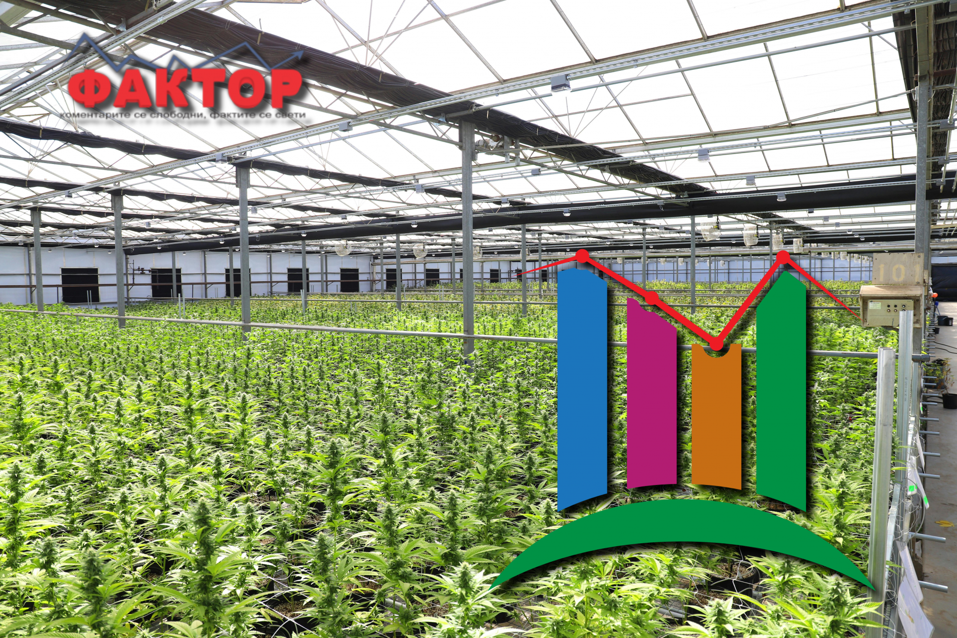 Една компанија заработи милиони, повеќето се во минус: Што откриваат билансите на бизнисот со медицински канабис