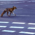 Дивите животни сѐ повеќе  се навикнуваат на градовите