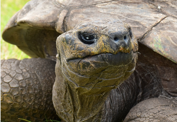 „Џонатан е жив“: Најстарата желка во светот лажно прогласена за мртва поради крипто-измама