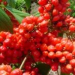 Наместо кафе пијте Гуарана