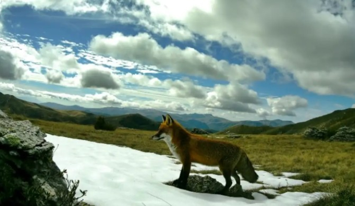 Во НП Маврово поставени 60 камери за видеонадзор
