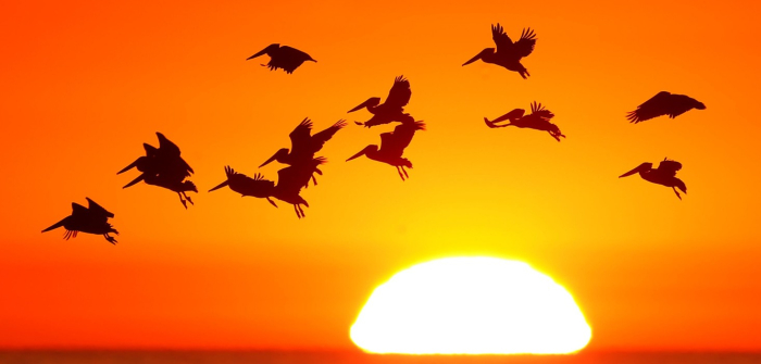 Научно истражување: Птиците имаат способност да го видат магнетното поле