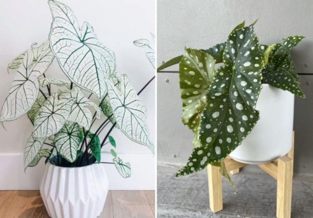 Овие две растенија ќе го променат ликот на вашиот дом и балкон