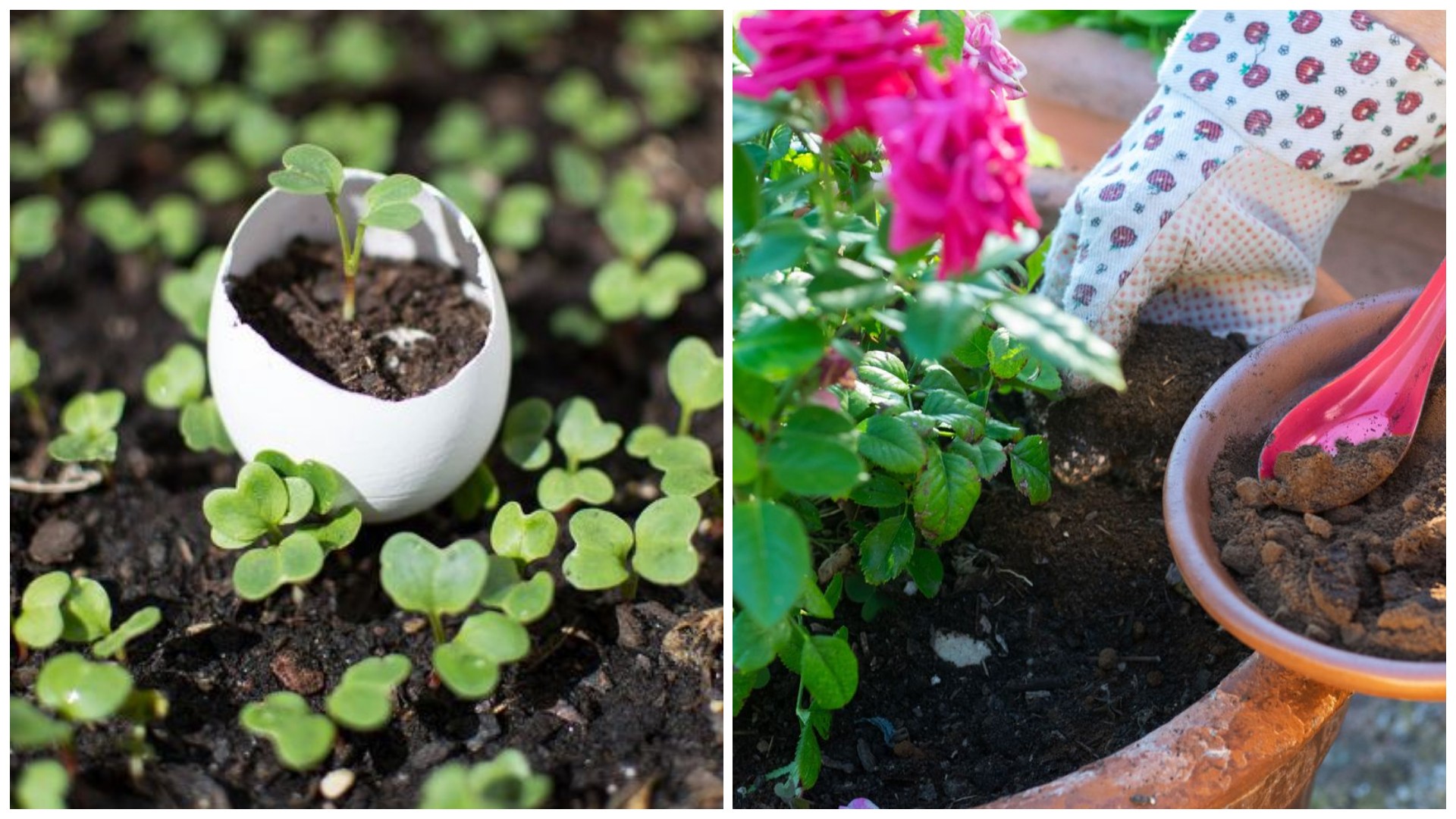 5 ретро трикови за градинарство што и денес функционираат – од лушпи од јајца до кафе