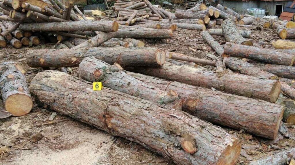 Запленети 19 метри кубни нелегално сечени дрва на територија на ОВР Делчево