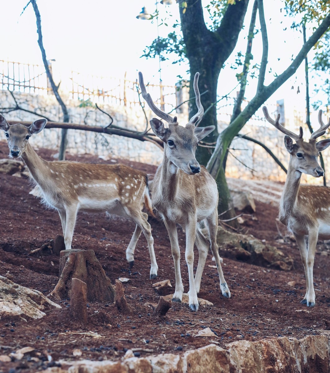 Најголемиот етно-комплекс на Балканот е во Будва, а јарето под вршник со кајмак е врв на нивните специјалитети