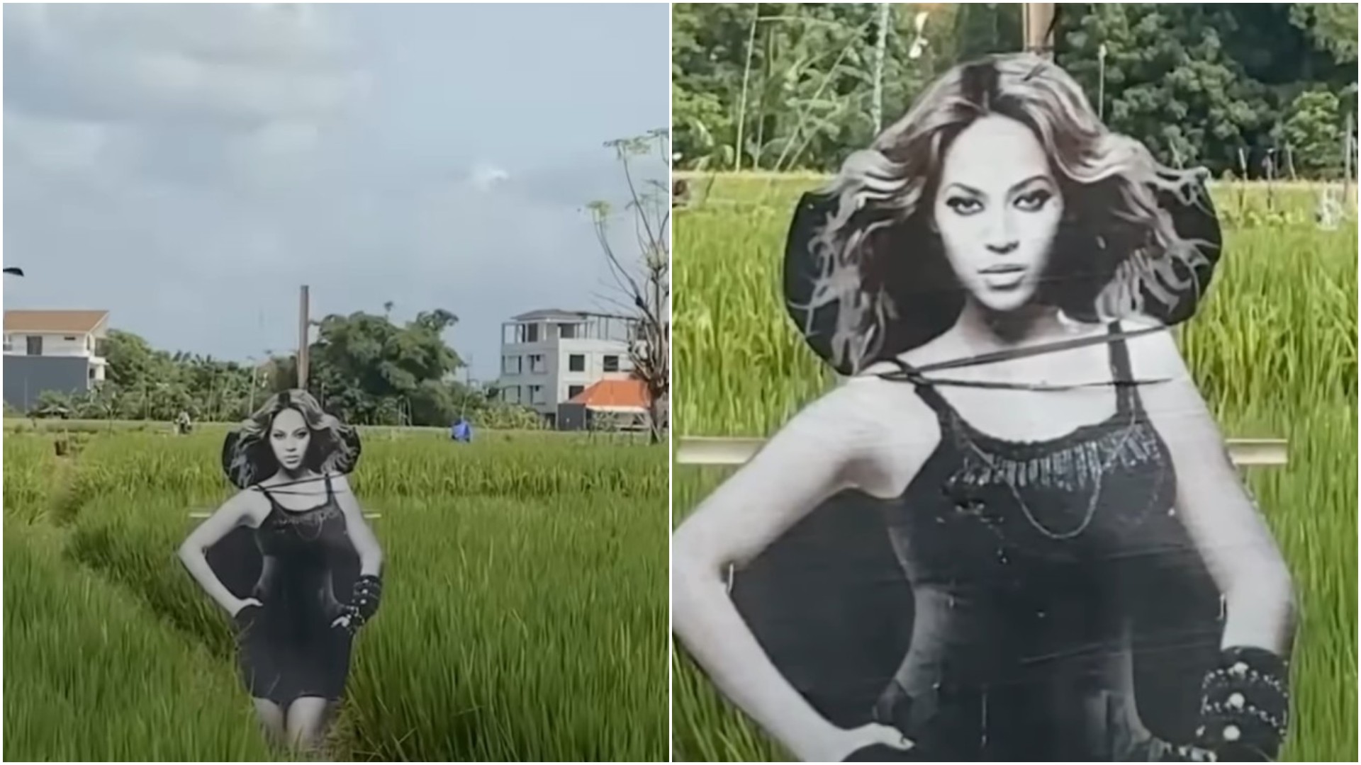 Фармери на Бали ги плашат страчките со картонска верзија на Бијонсе!