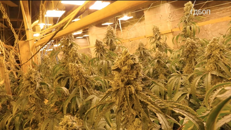 Откриени подземни плантажи за канабис во стар рудник за цинк, запленети 600.000 евра