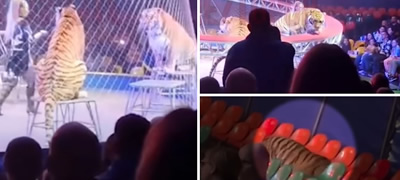 Драматична случка во циркуз во Русија: Тигар излезе од мрежа и прошета низ публиката (видео)