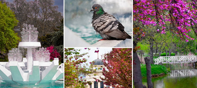 „Го дочекав моментот фонтаната Лотос пак да работи, ми се врати времето назад. Скопје расцутено, убаво си!“