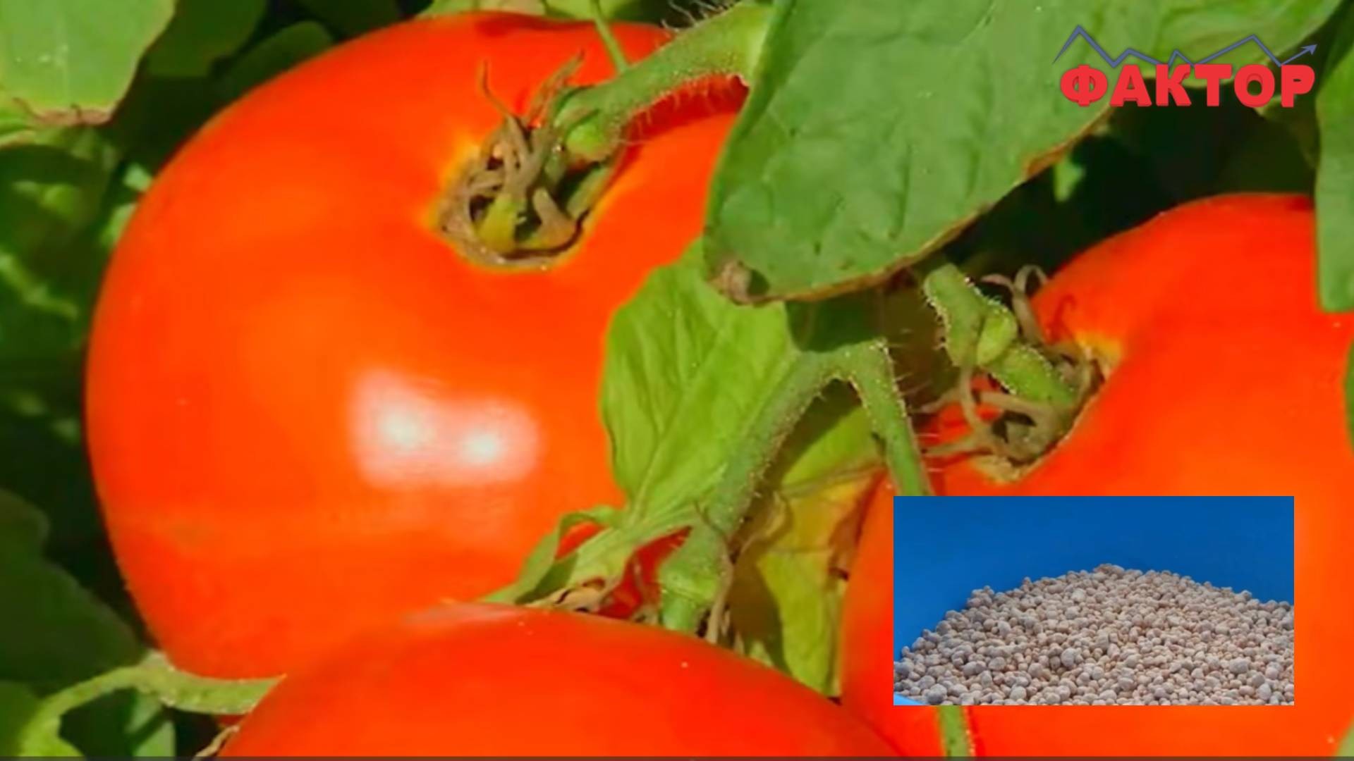 ВОЈНАТА ВО ИРАН ГИ ПОСКАПИ ЃУБРИВАТА: Што доколку производителите на храна штедат на заштита?