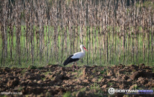 Работната недела започнува со сонце, продолжува со дожд и заладување