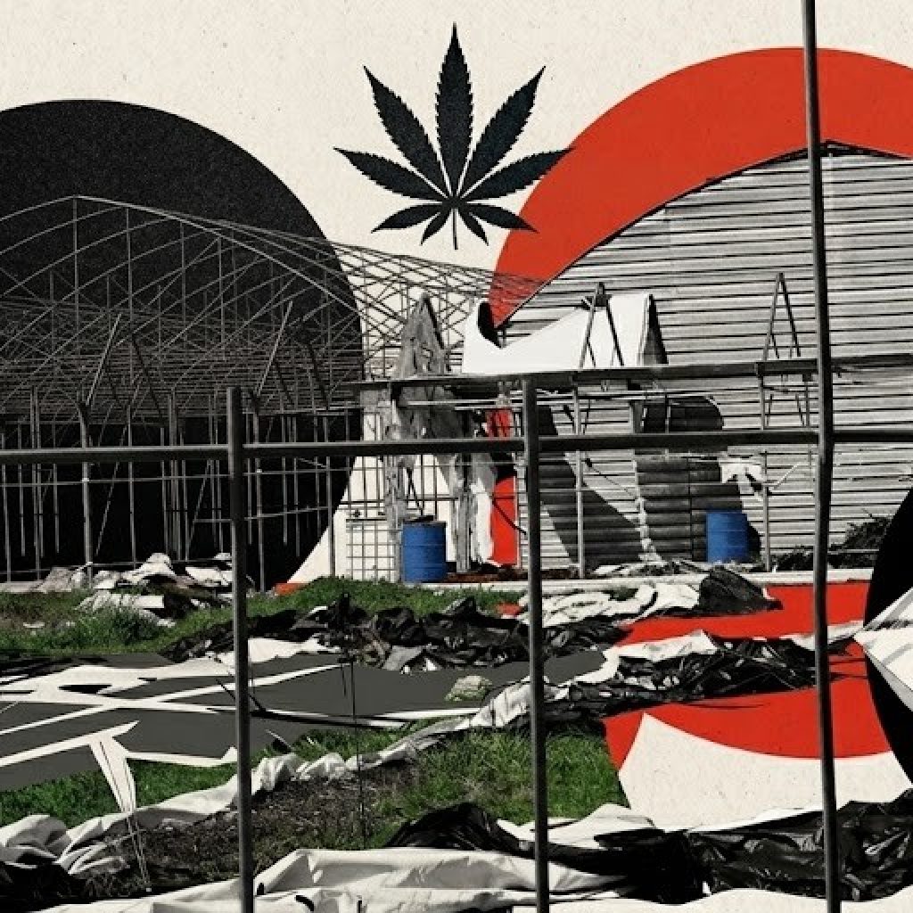 Матни партнери, судења и украден канабис