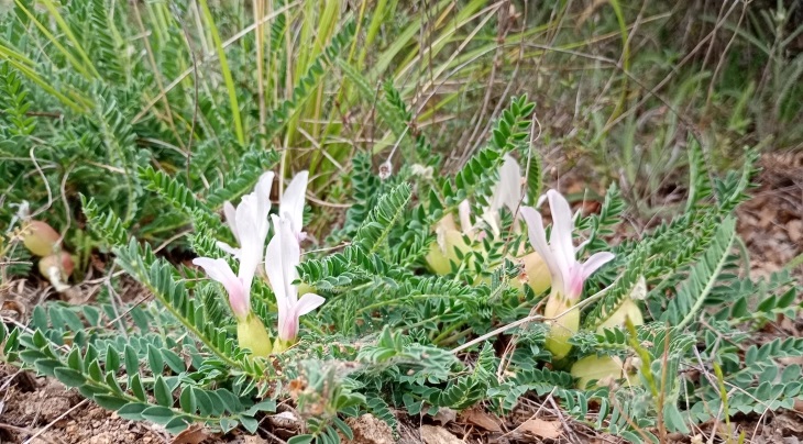 Балканскиот ендемит Астрагалус во фокусот на одбележување на Меѓународниот ден на растенијата