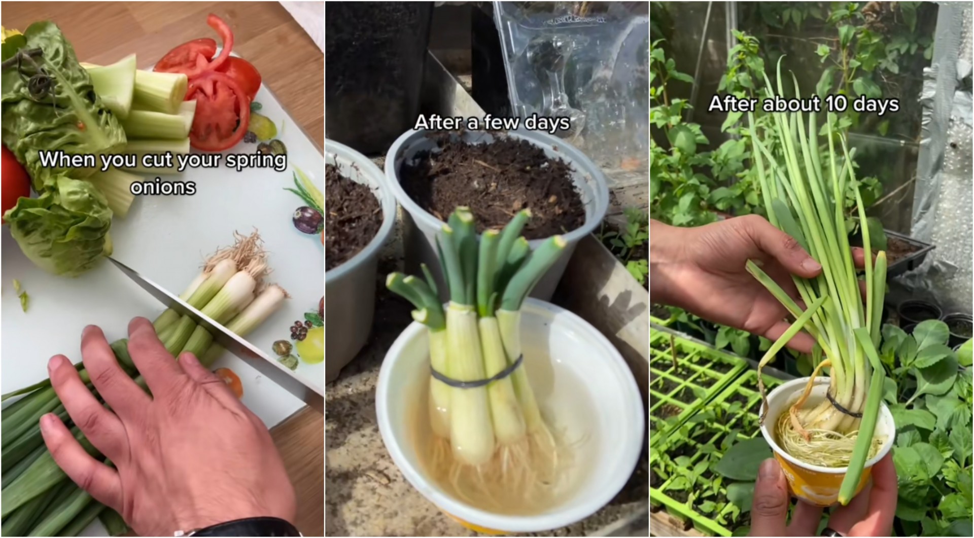 Еве како младиот кромид да ви порасне за неколку дена во часа со вода: Трик од Тик-Ток по кој полуде светот