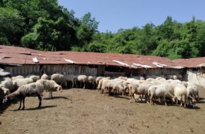 Каде исчезнаа еден милион овци и илјадници говеда за 10 години?