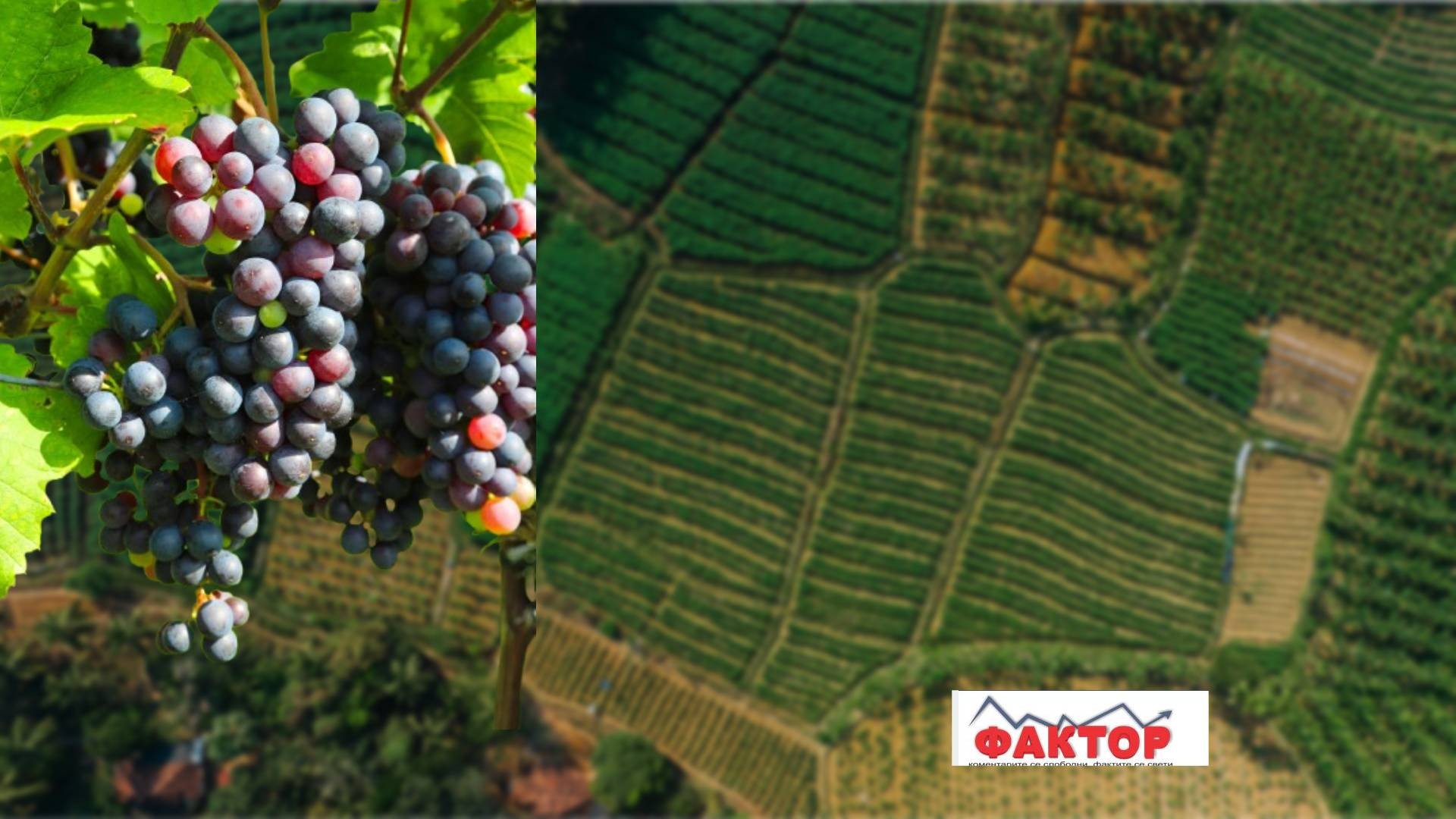 Нема враќање на млади брачни парови на село, катастрофално намалена исплатата на субвенциите за земјоделство за 2025