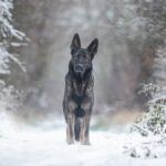 Научниците го идентификуваа најстарото  куче – датира од пред 15.800 години