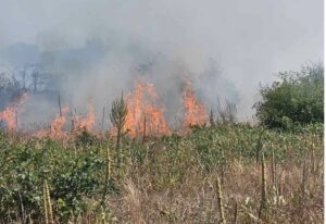 Изгаснат пожарот во Липковско