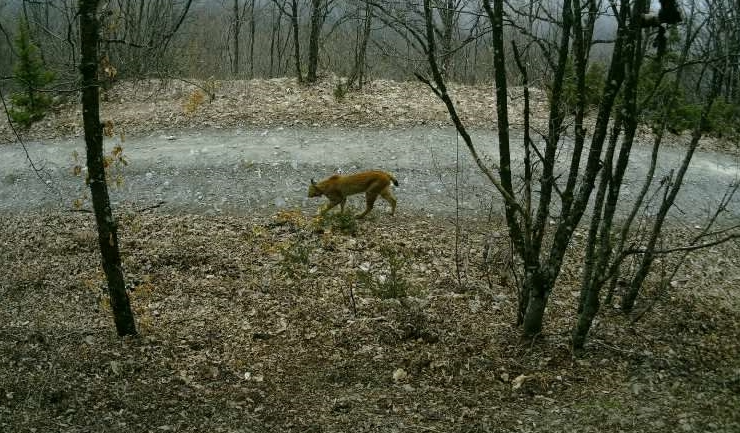 Поставени 60 камери во НП Маврово, еве што снимија (ФОТО)