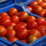 Eвтин на нива, скап во продавница – вистината зад цените на доматите