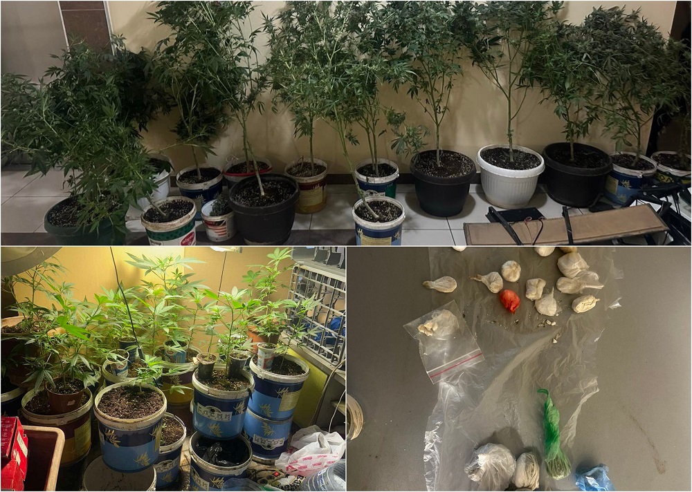 (ФОТО+ВИДЕО) Откриени четириесетина саксии со марихуана во скопски Аеродром, едно лице е приведено