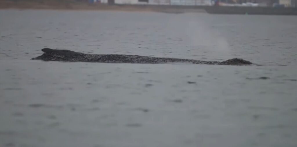 Крај на операцијата за спасување на насуканиот кит: Оставен да угине во мир