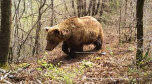 Македонското еколошко друштво ќе спроведува нов амбициозен европски проект за зачувување на кафеавата мечка во Динаро-Пиндскиот Регион