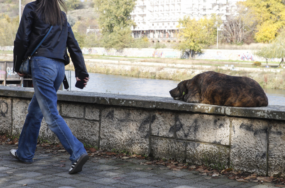 Град Скопје исплатил околу 750.000 евра за напади од бездомни кучиња во 2025 година