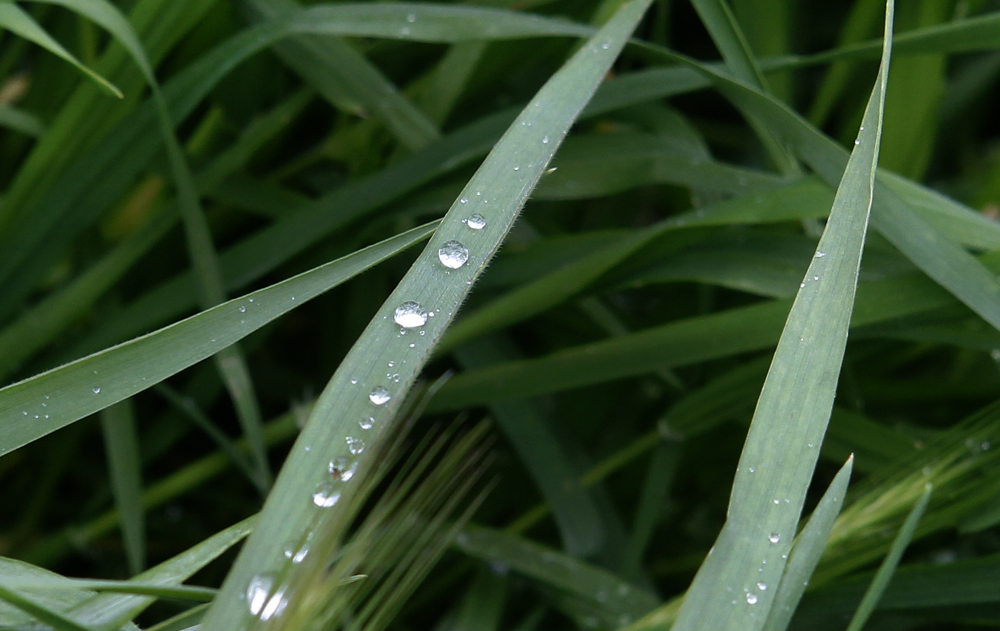 Најстудено во Берово, најмногу снег на Попова Шапка