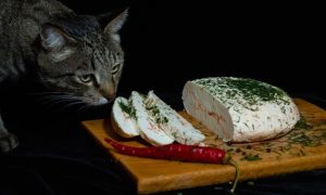 Што се случува со шеќерот во крвта кога јадете свежо сирење?