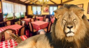 Виц на денот: Лав и бик во кафеана