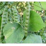 Кудзу – растението што помага против алкохолизам и зависност од цигари