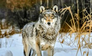 ВИДЕО: Волците од Чернобил развиваат отпорност на радијација