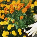 Природна превенција на градината со билки