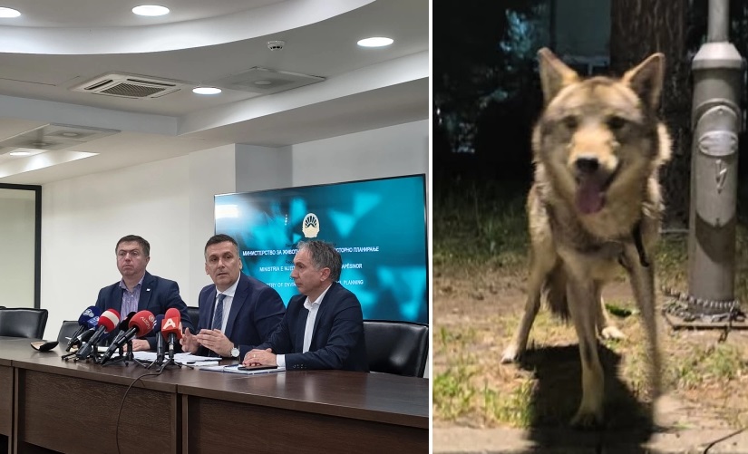 Новиот закон за природа предвидува интервентни тимови за диви животни во населени места – во меѓувреме трае сагата со волкот во Козле
