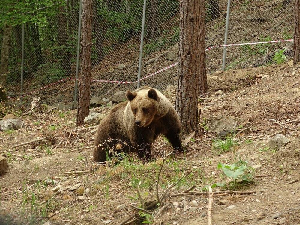 Мечка усмрти 10 овци во тетовско Камењане