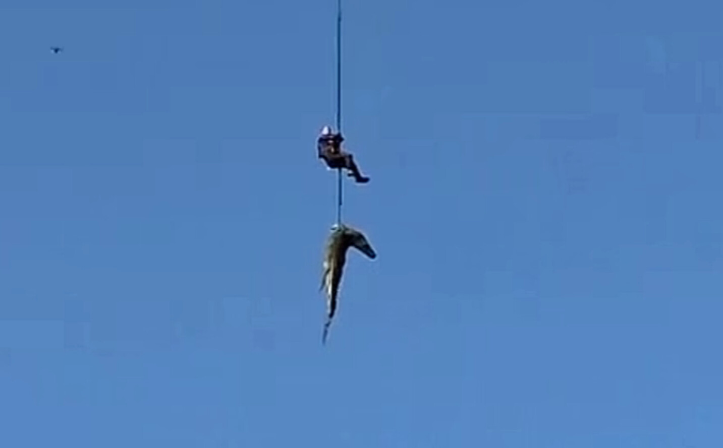 (Видео) Човек изеден од крокодил, полицаец спуштен во река полна со крокодили за да ги извлече остатоците