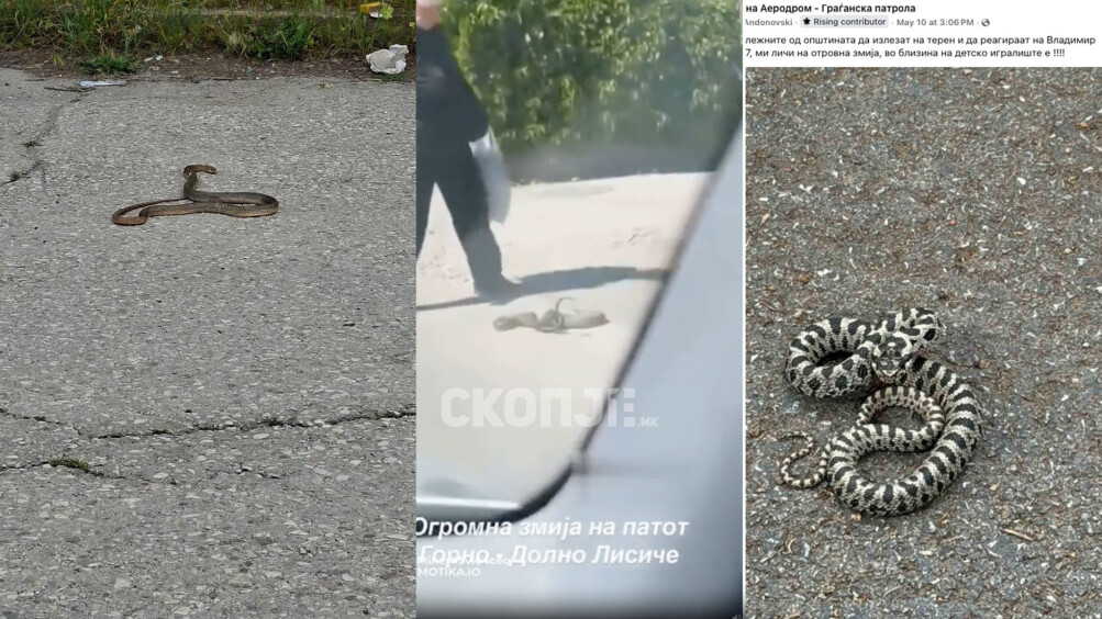  Змии низ Скопје: Појави регистрирани во Аеродром, кај Кванташки и во Лисиче