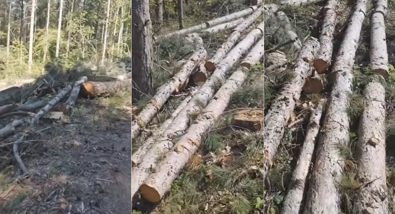 (Видео) Кој ги сече боровите на Водно?
