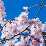 Какви плодови ни носи месец Мај?