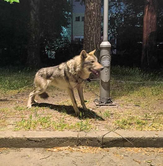 И на кучето му го сменија идентитетот
