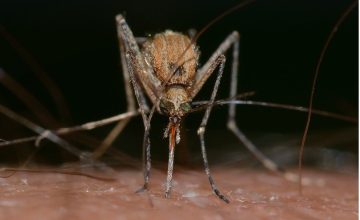 ЗИКА ВИРУС ВО МАКЕДОНИЈА: Првиот регистриран случај е увезен од патување на Малдиви