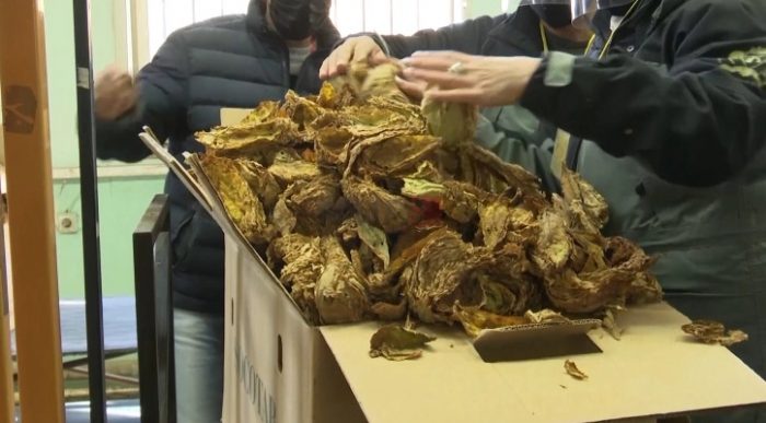 МИНИСТЕРСТВО ЗА ФИНАНСИИ: На 15.44 тутунари денеска им се исплати 2.028.714.243 денари субвенции за произведен тутун